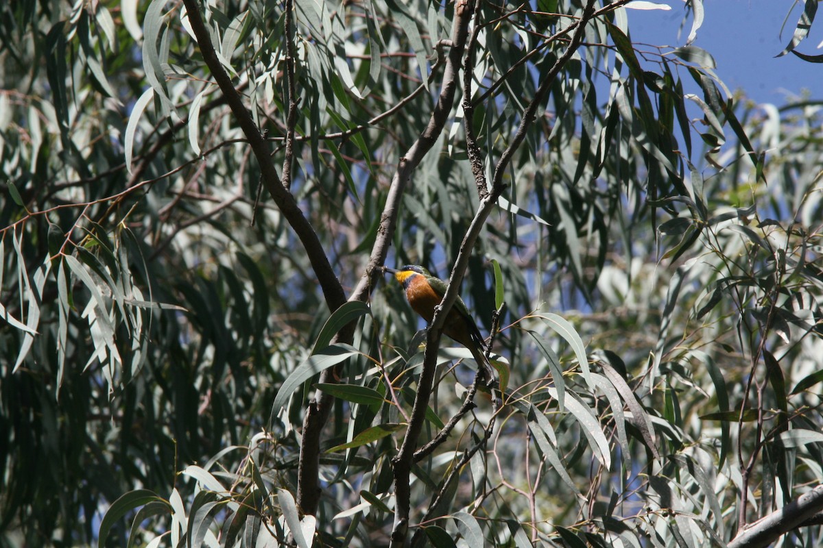 Ethiopian Bee-eater - ML631950172