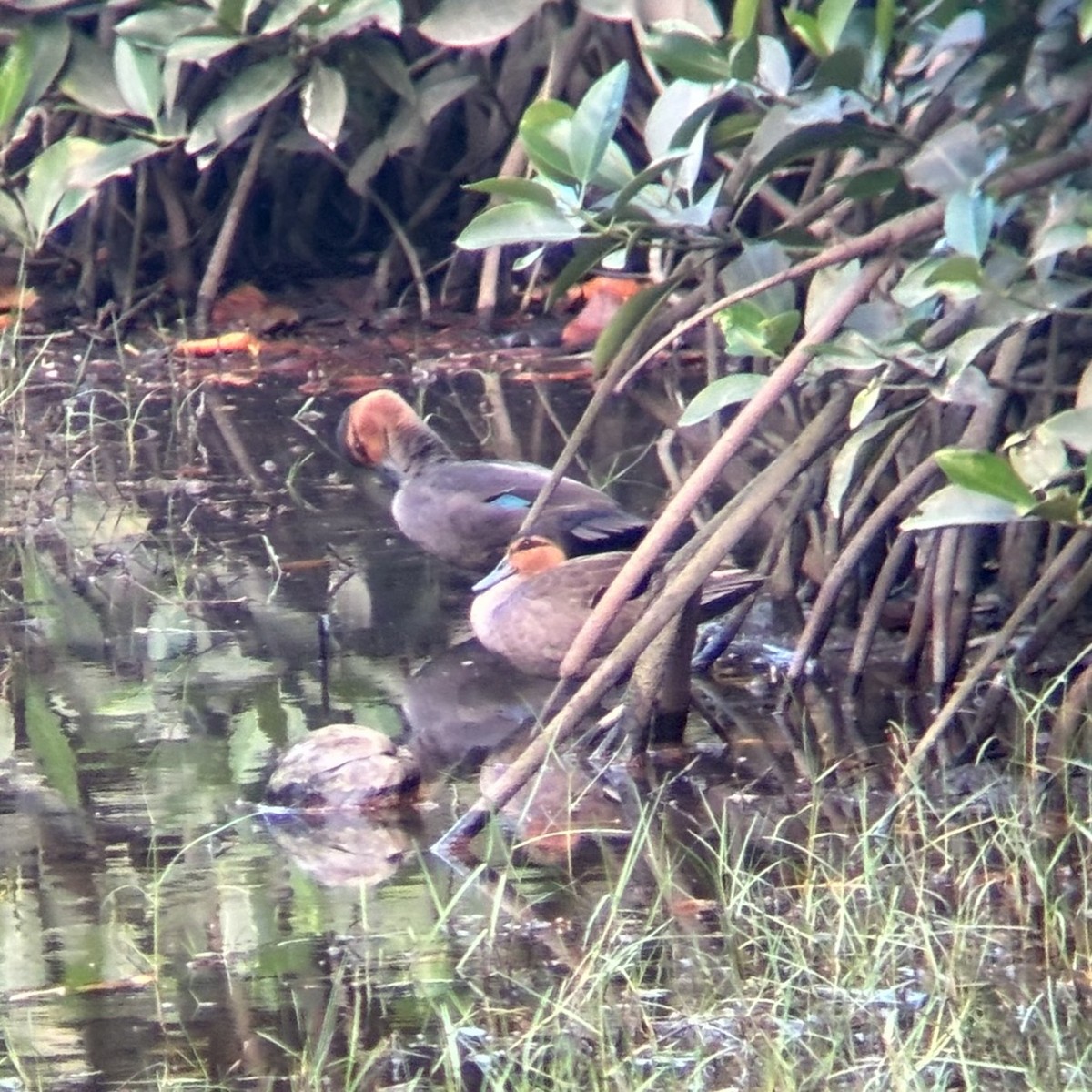 Philippine Duck - Kurt  Cabahug