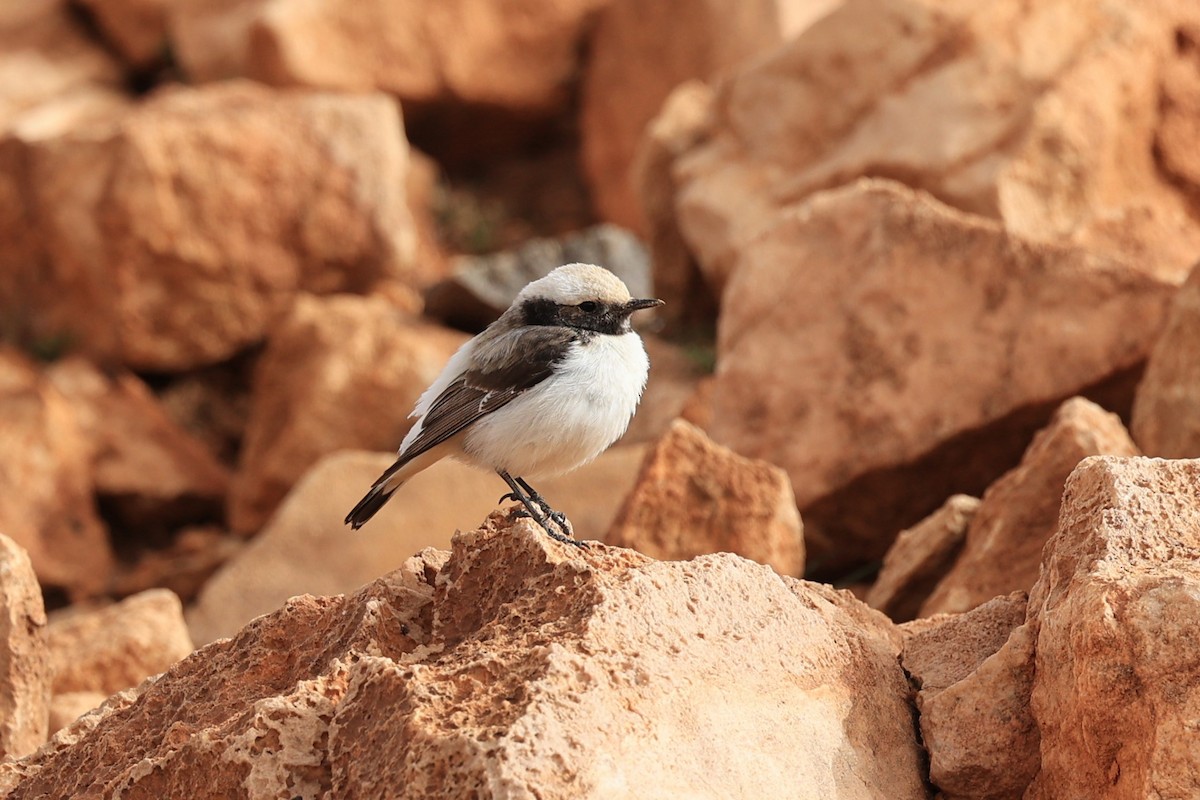 Mourning Wheatear (Maghreb) - ML631950216