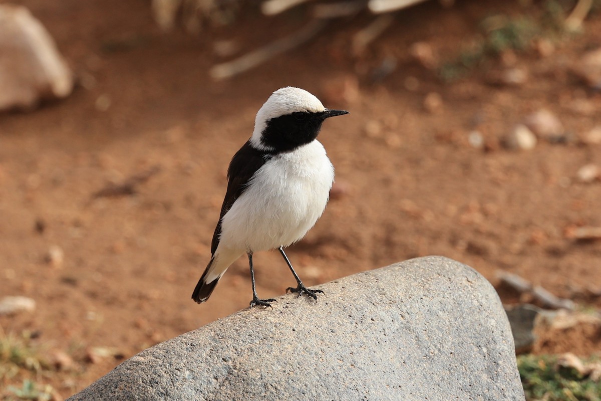 Mourning Wheatear (Maghreb) - ML631950217