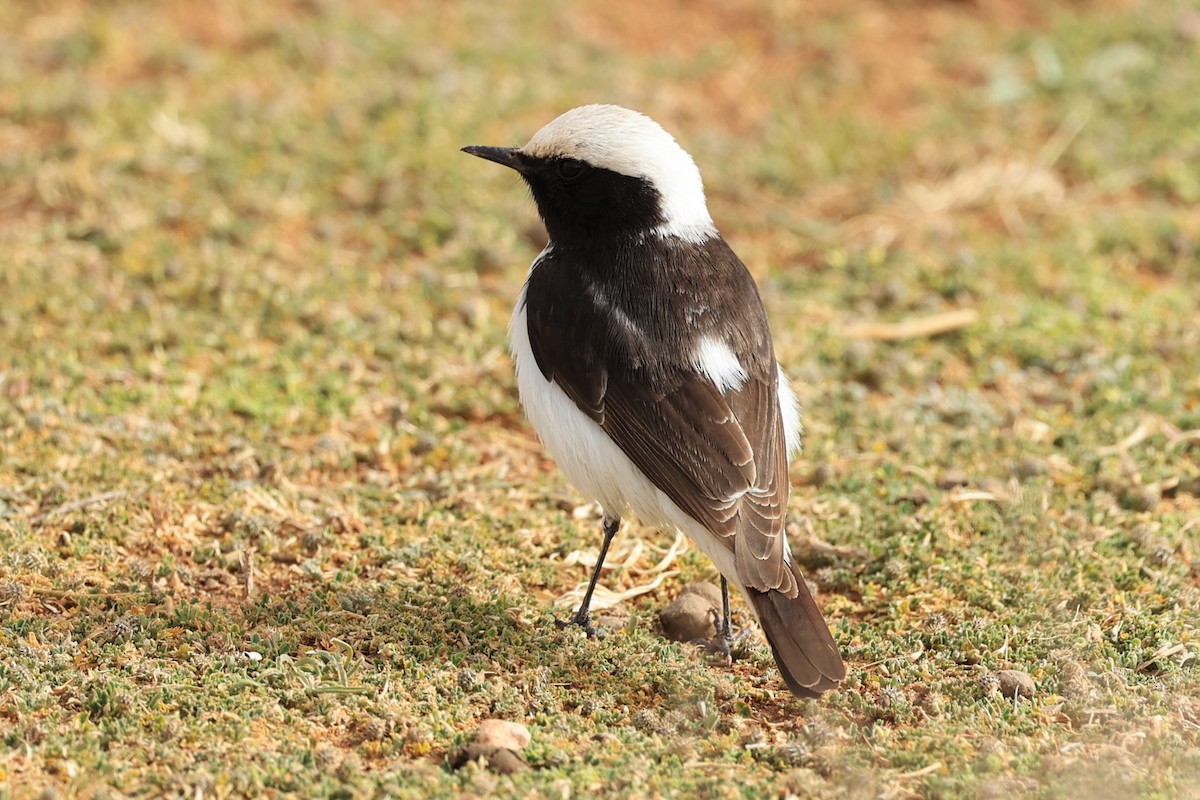 Mourning Wheatear (Maghreb) - ML631950220
