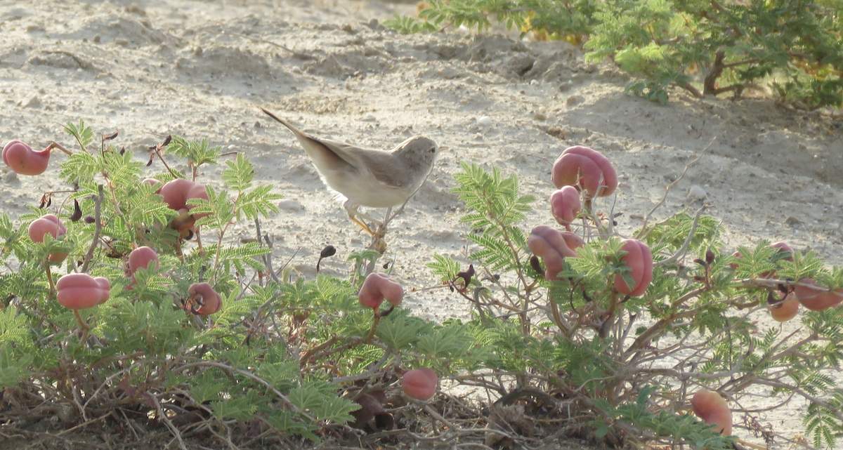 Asian Desert Warbler - ML631950246