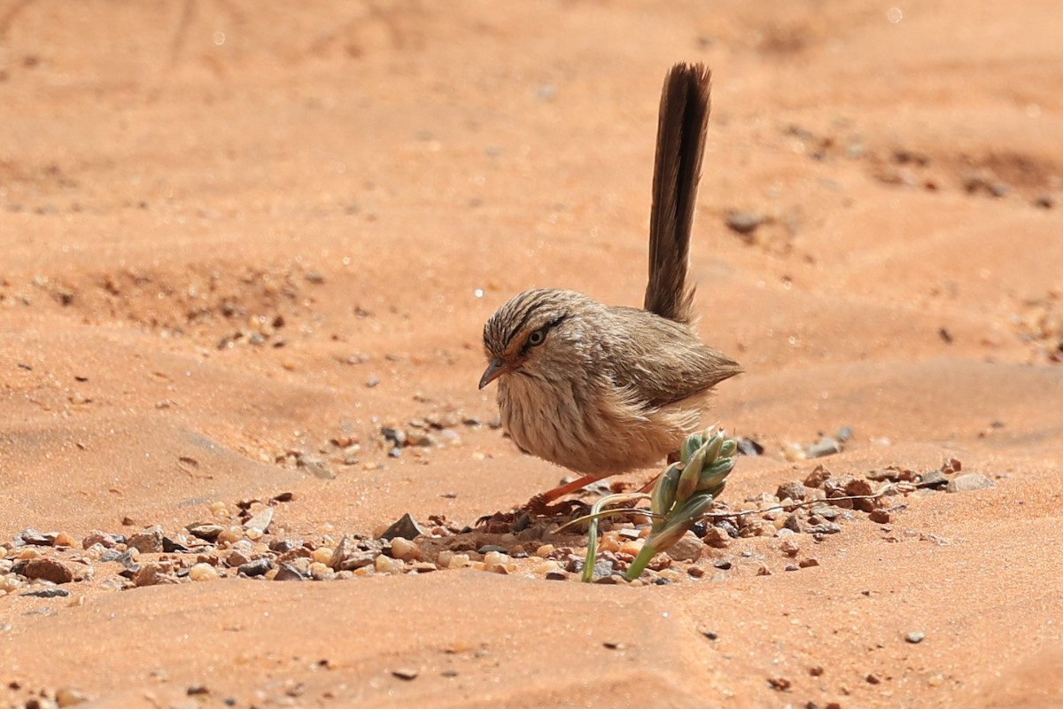 Scrub Warbler (Western) - ML631950251