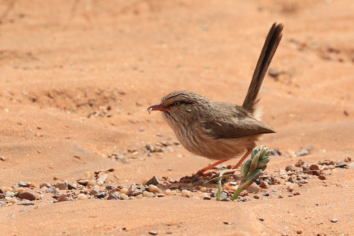 Scrub Warbler (Western) - ML631950252