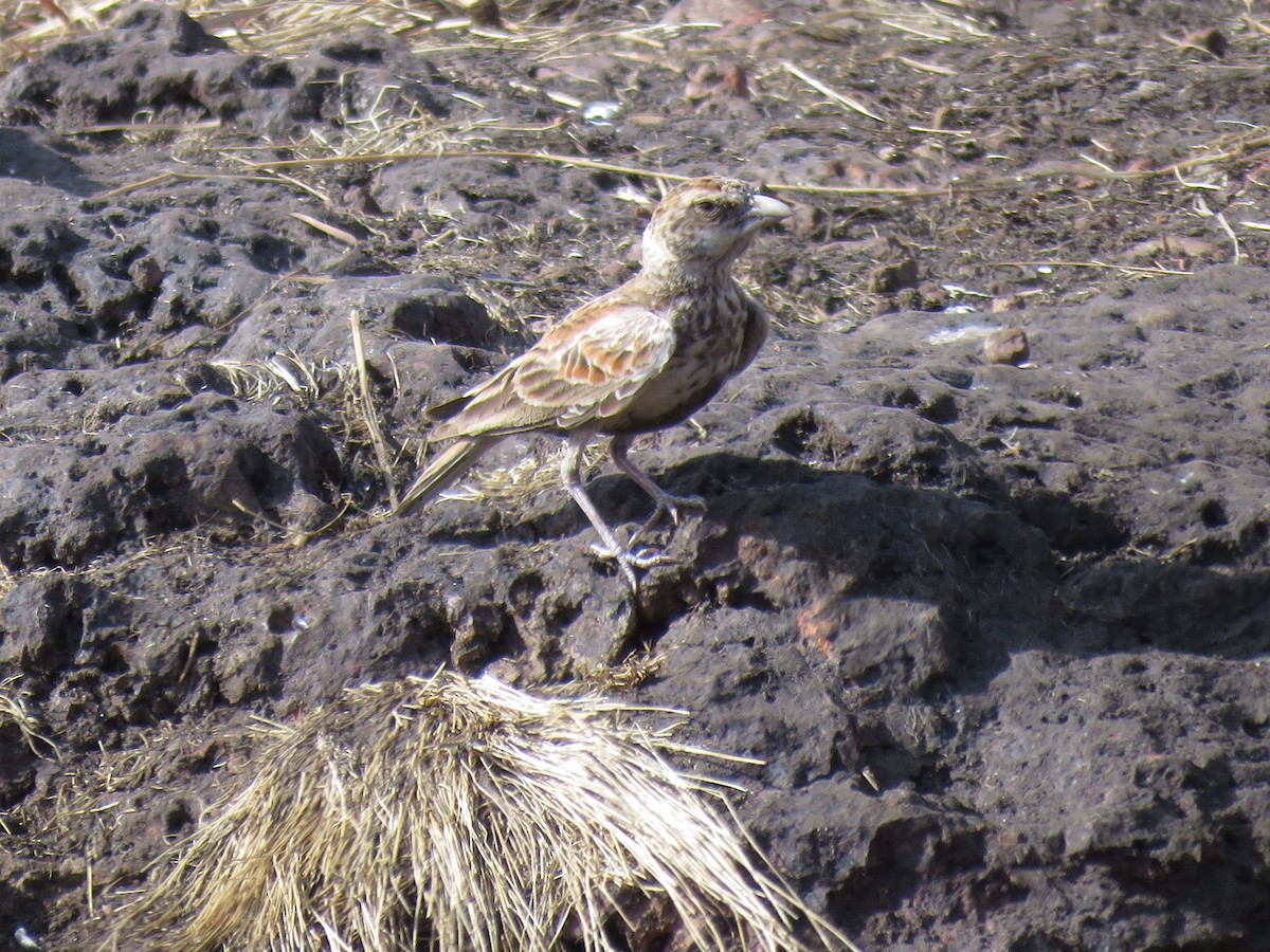 Chestnut-backed Sparrow-Lark - ML631950271