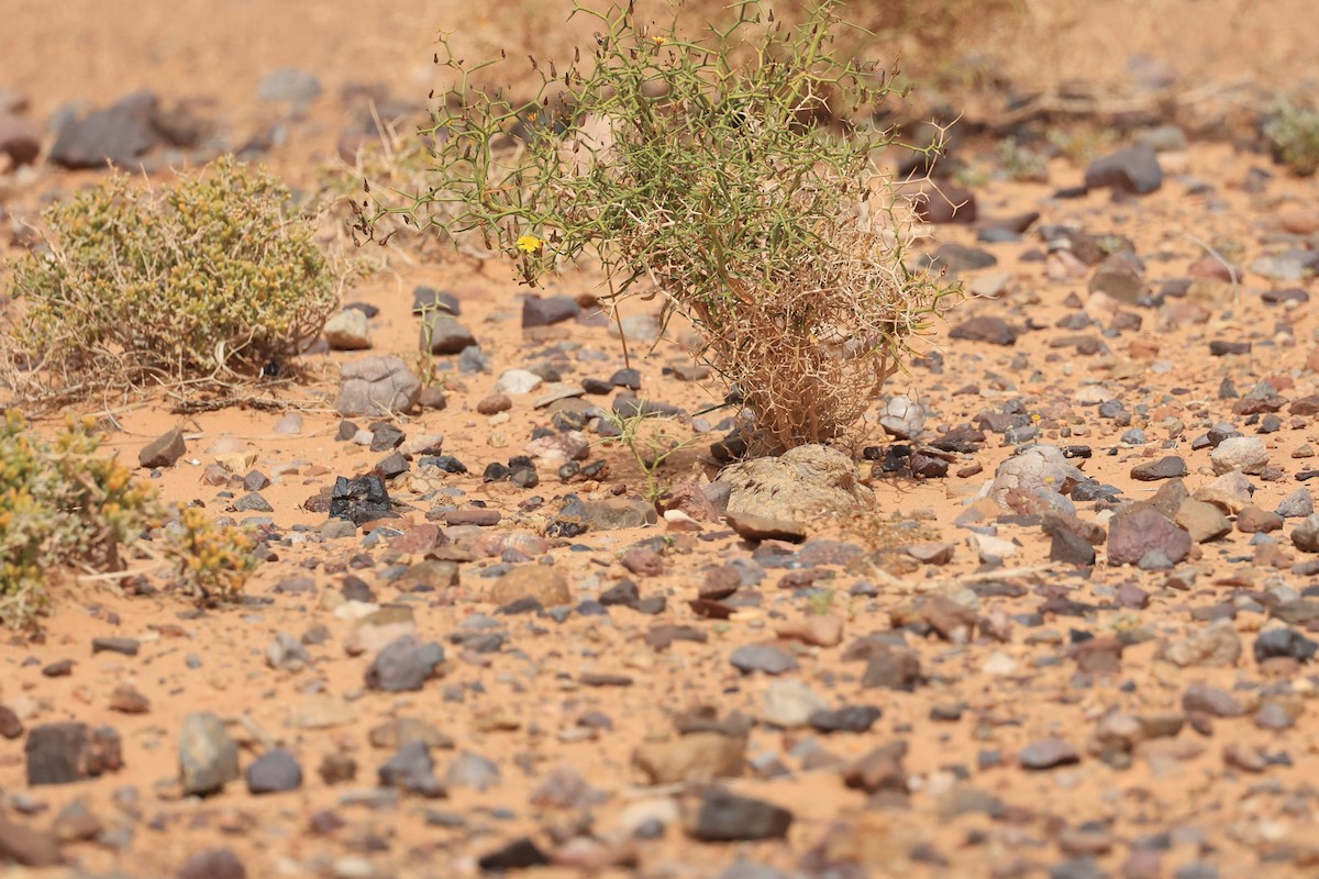 Egyptian Nightjar - ML631950279