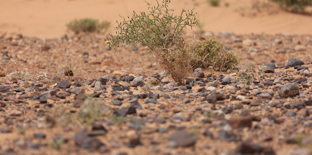 Egyptian Nightjar - ML631950280