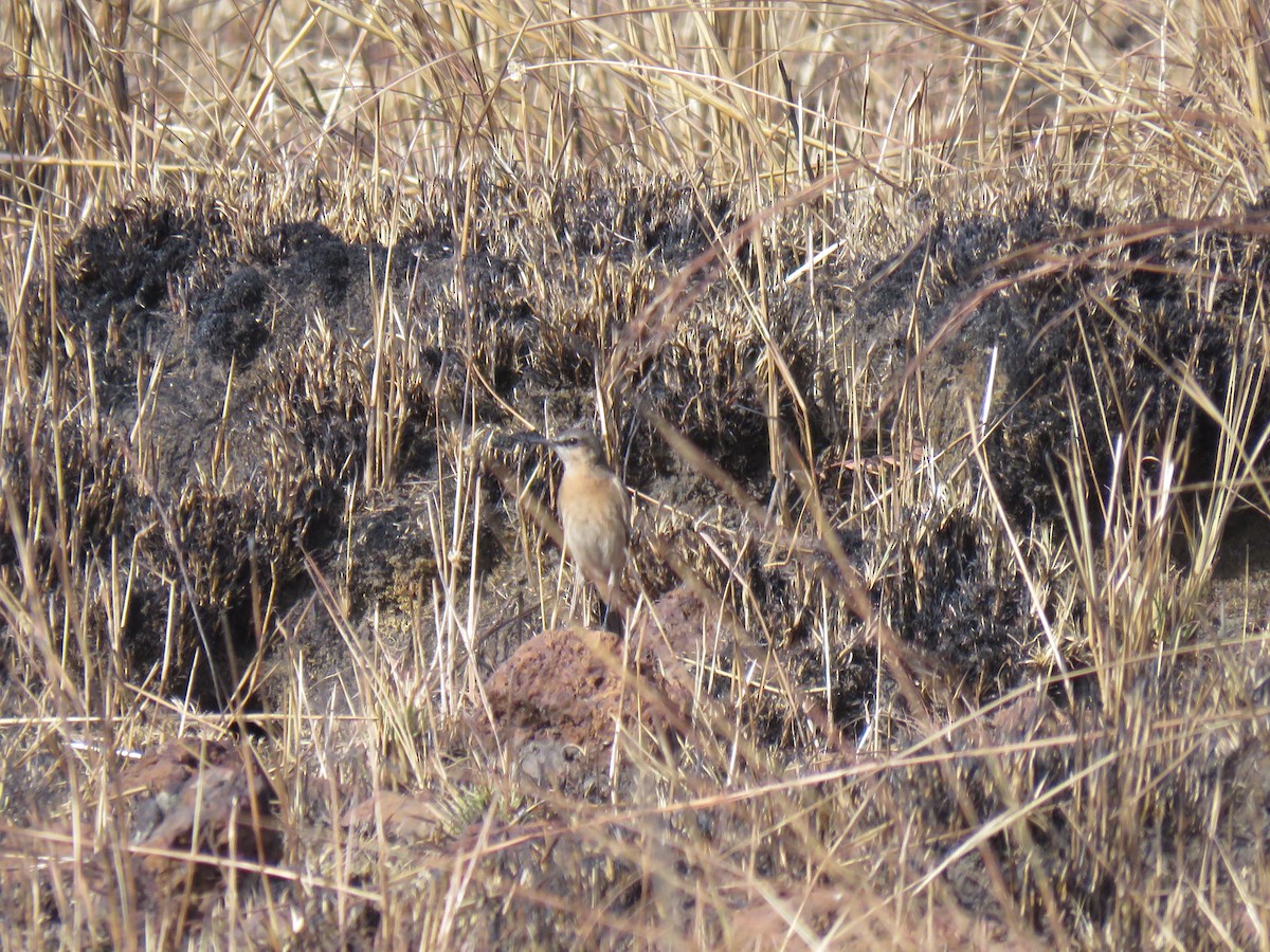 Heuglin's Wheatear - ML631950299