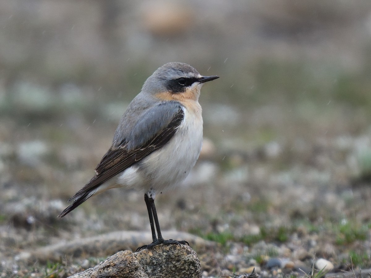 Northern Wheatear - ML631950303