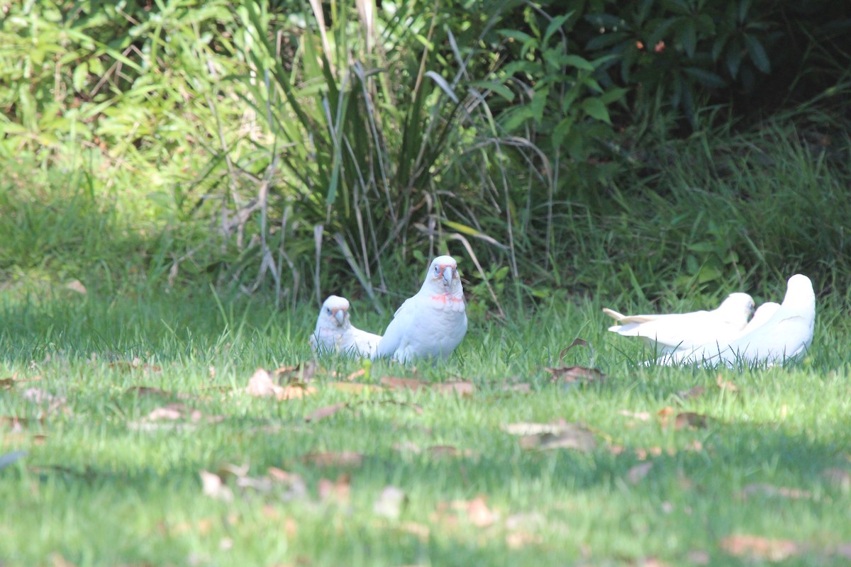 Long-billed Corella - ML631950367