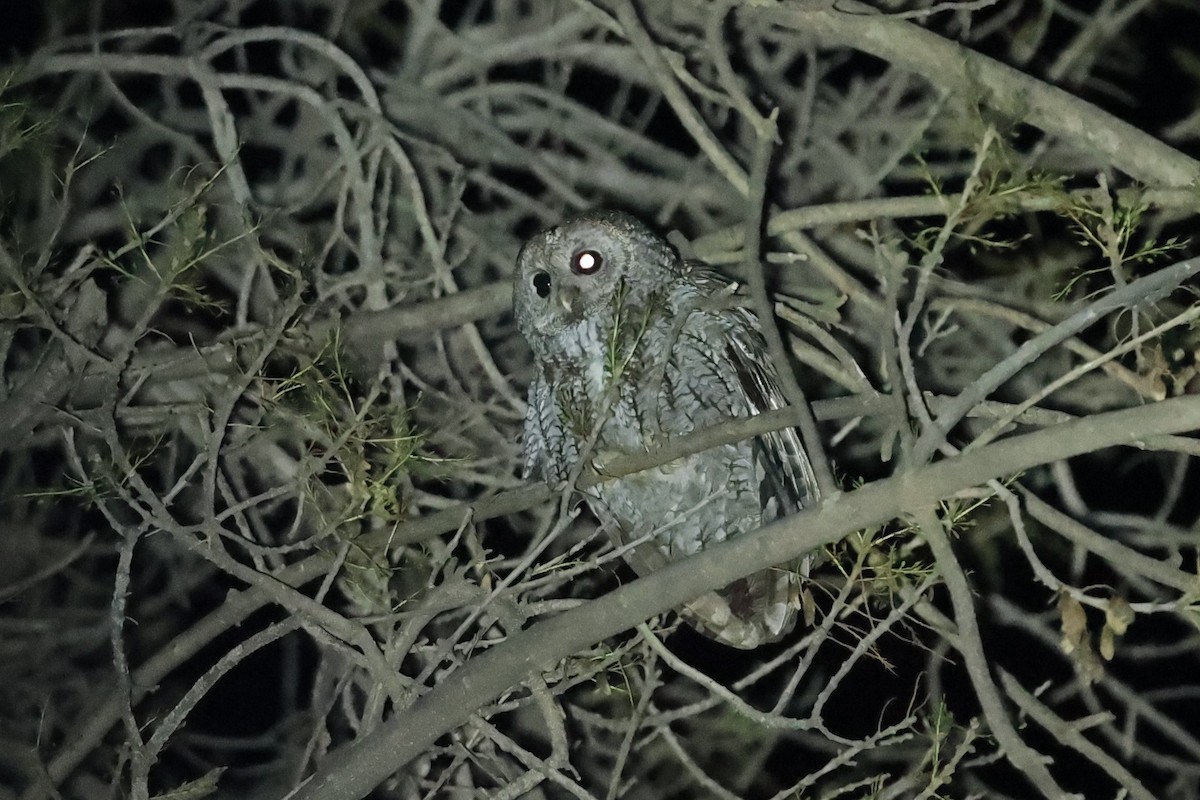 Tawny Owl (Maghreb) - ML631950401