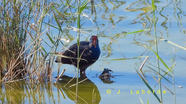 セイケイ - ML631950427