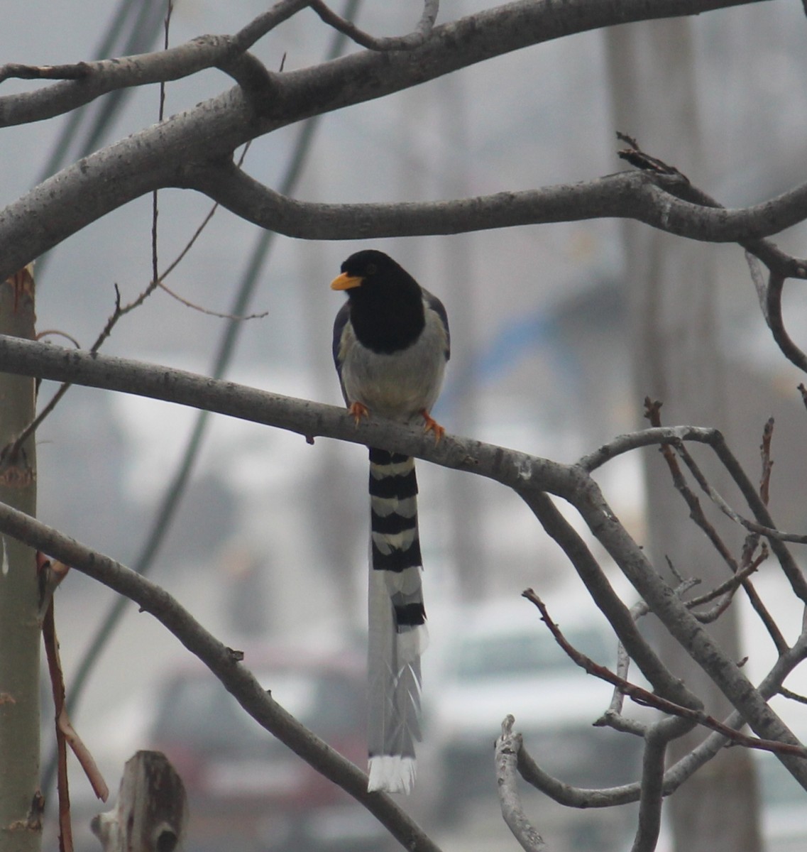 Yellow-billed Blue-Magpie - ML631950438