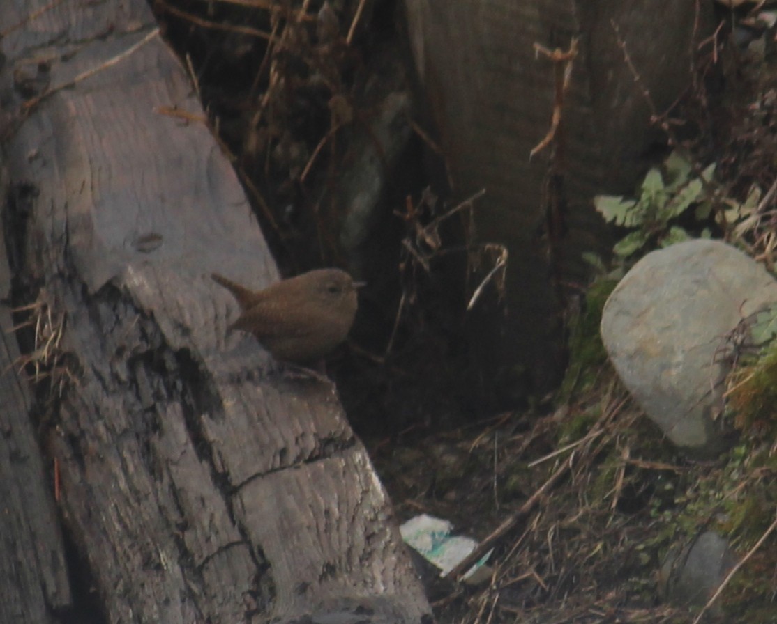 Халгайч урагчин - ML631950442