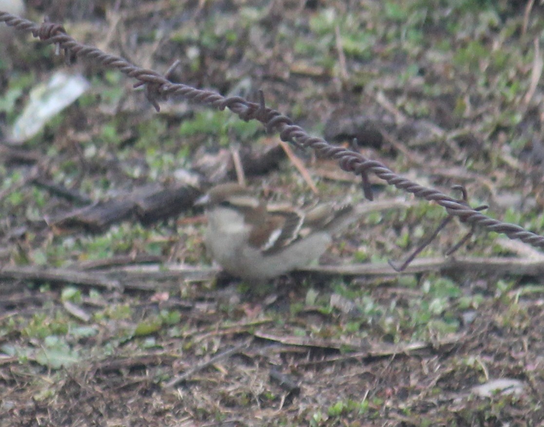 Russet Sparrow - ML631950453