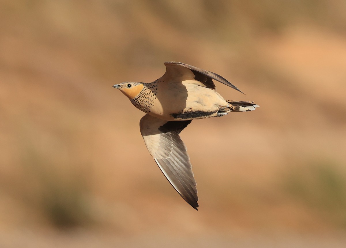 Spotted Sandgrouse - ML631950457
