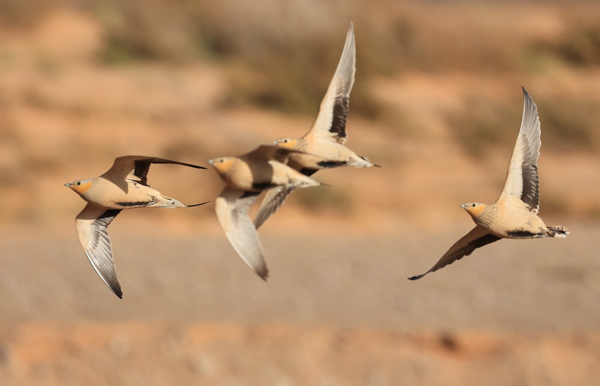 Spotted Sandgrouse - ML631950458