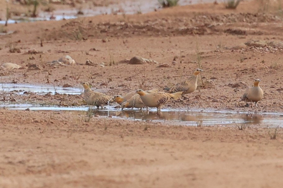 Spotted Sandgrouse - ML631950459