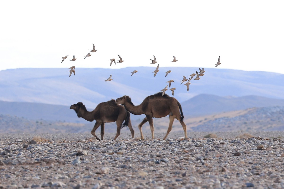 Spotted Sandgrouse - ML631950460