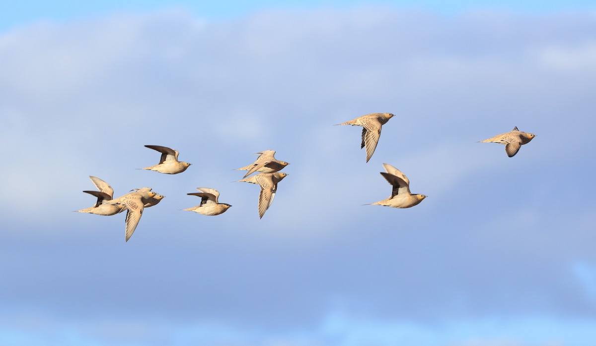 Spotted Sandgrouse - ML631950463