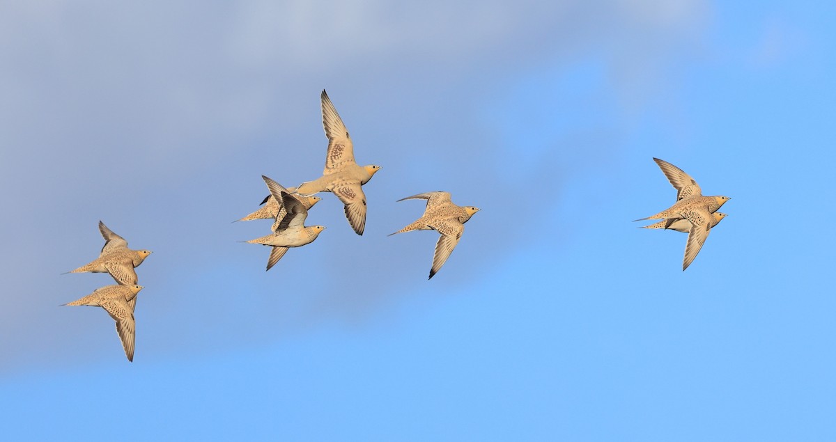 Spotted Sandgrouse - ML631950464