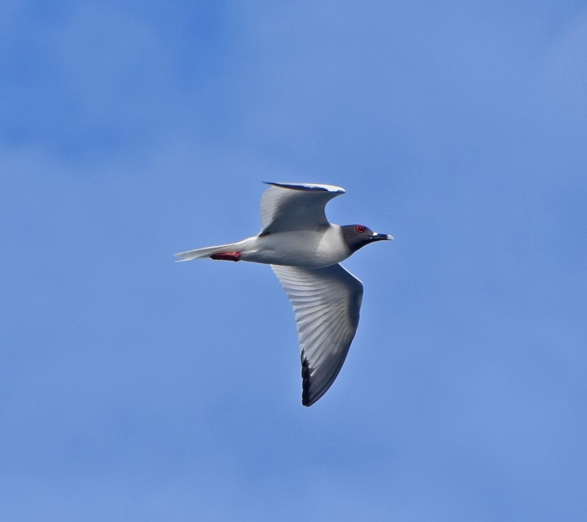 Swallow-tailed Gull - John Bruin