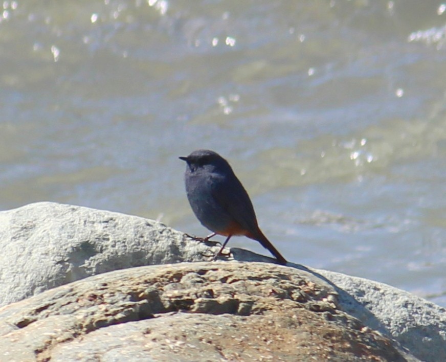 Plumbeous Redstart - ML631950553