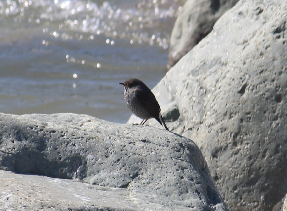 Plumbeous Redstart - ML631950554