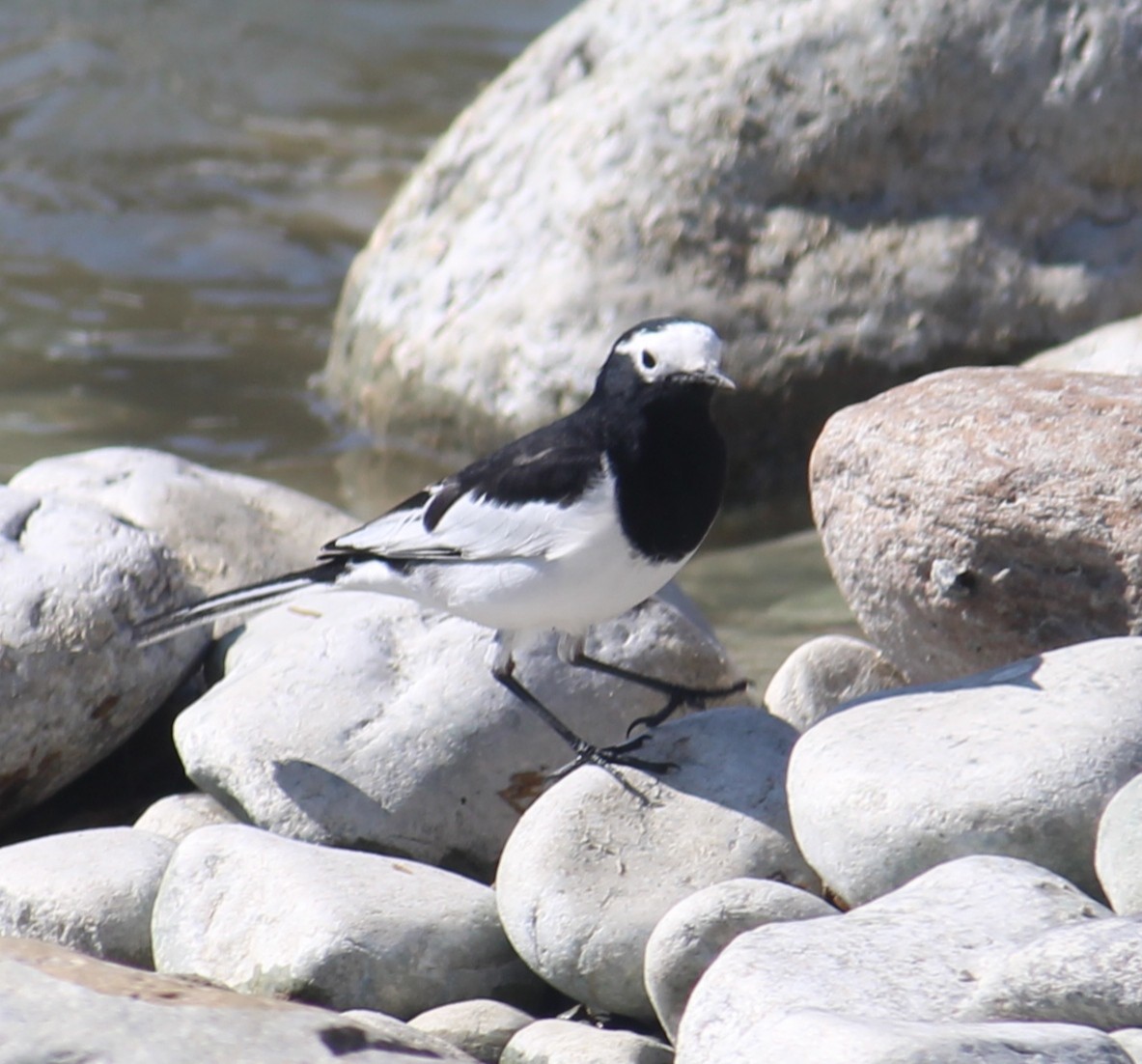 Хөх цэгцгий - ML631950555