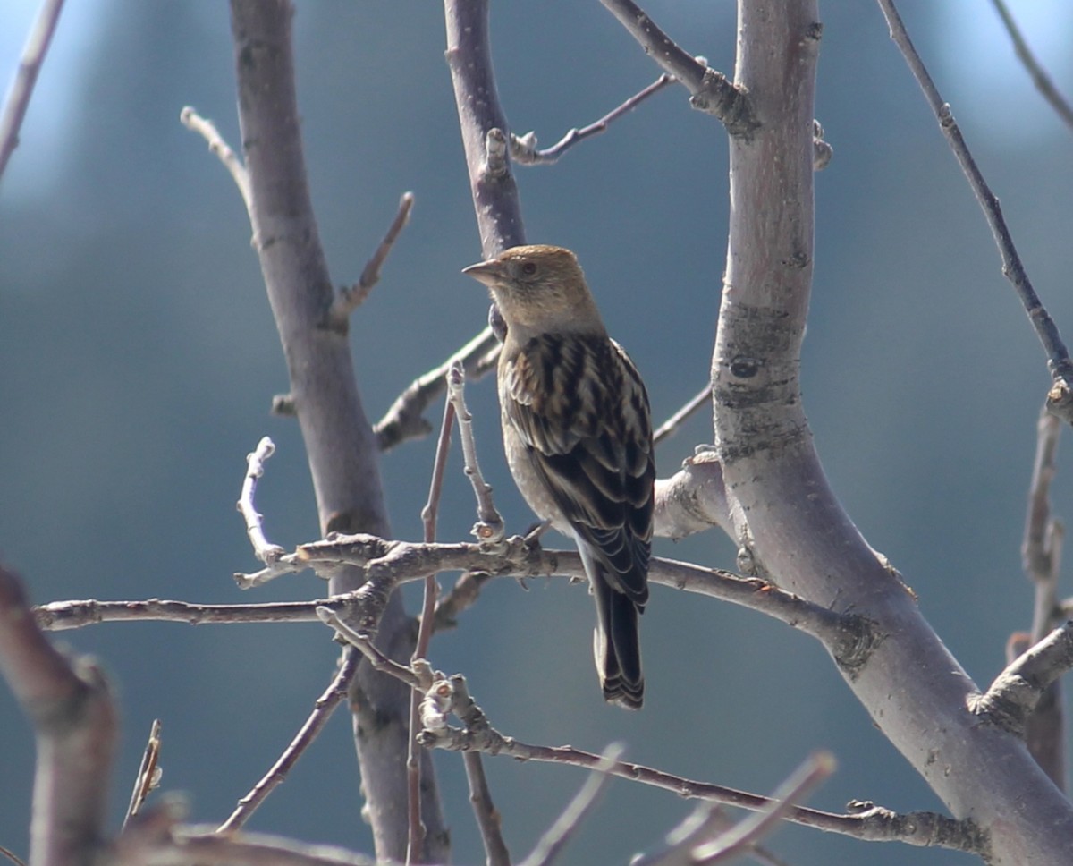 Хималайн зангалай - ML631950558