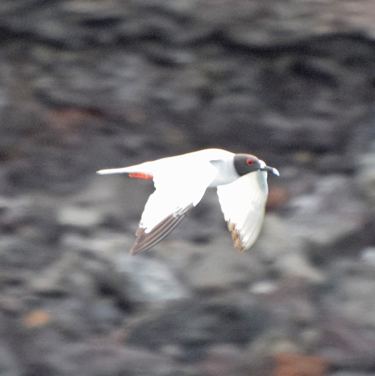 Swallow-tailed Gull - ML63195061