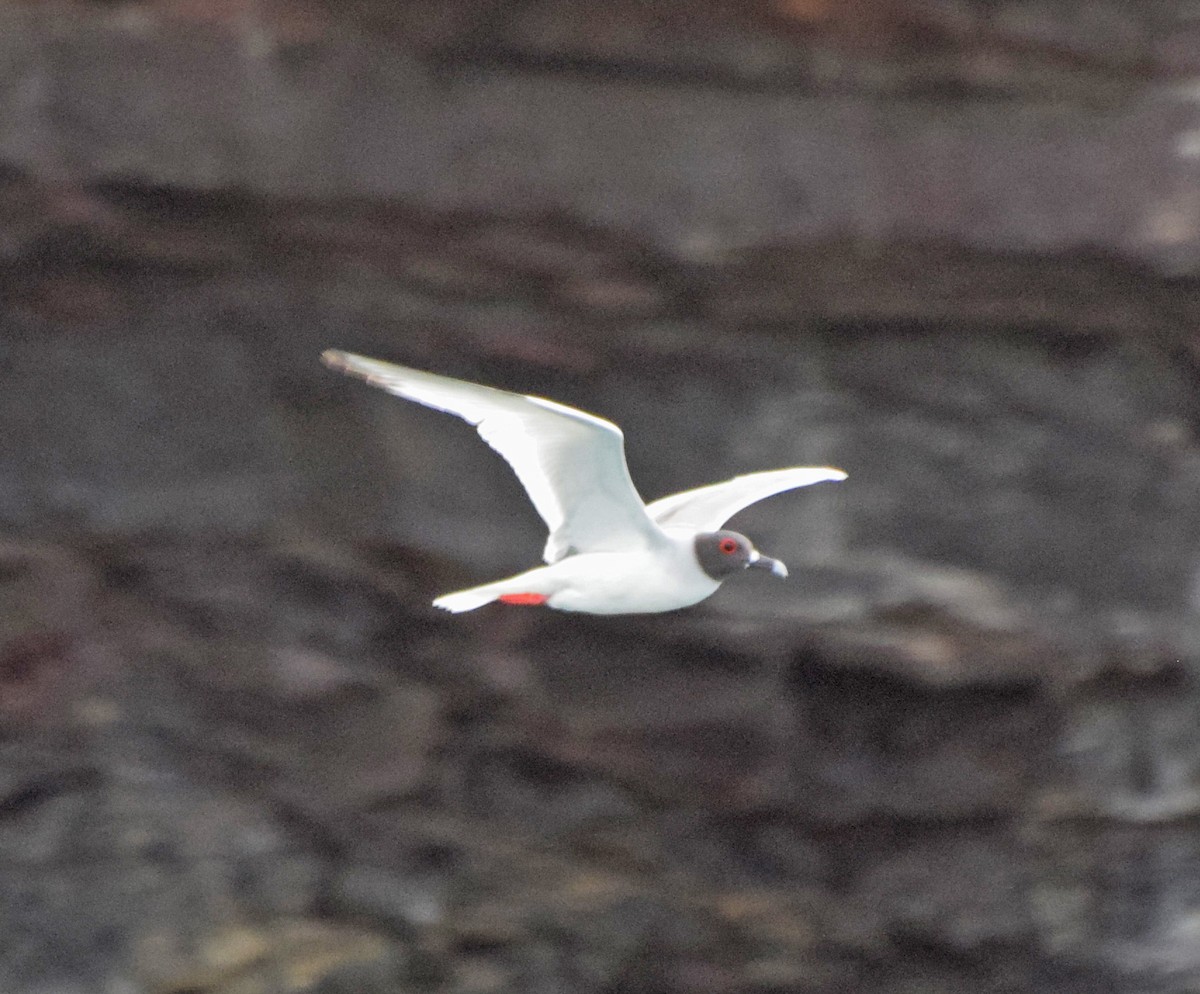 Swallow-tailed Gull - ML63195071