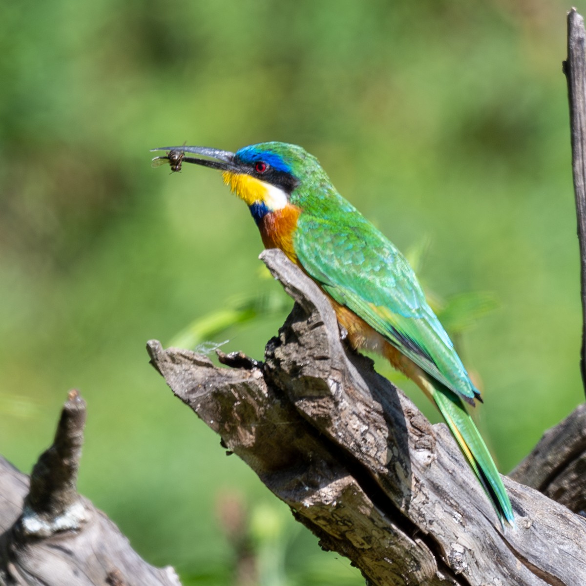 Ethiopian Bee-eater - ML631950718
