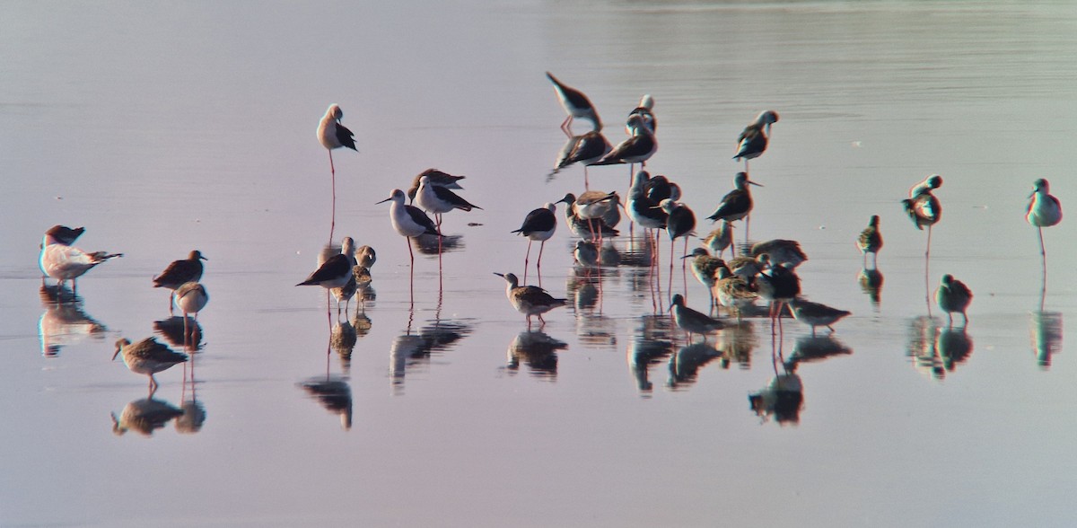 Black-winged Stilt - ML631950746