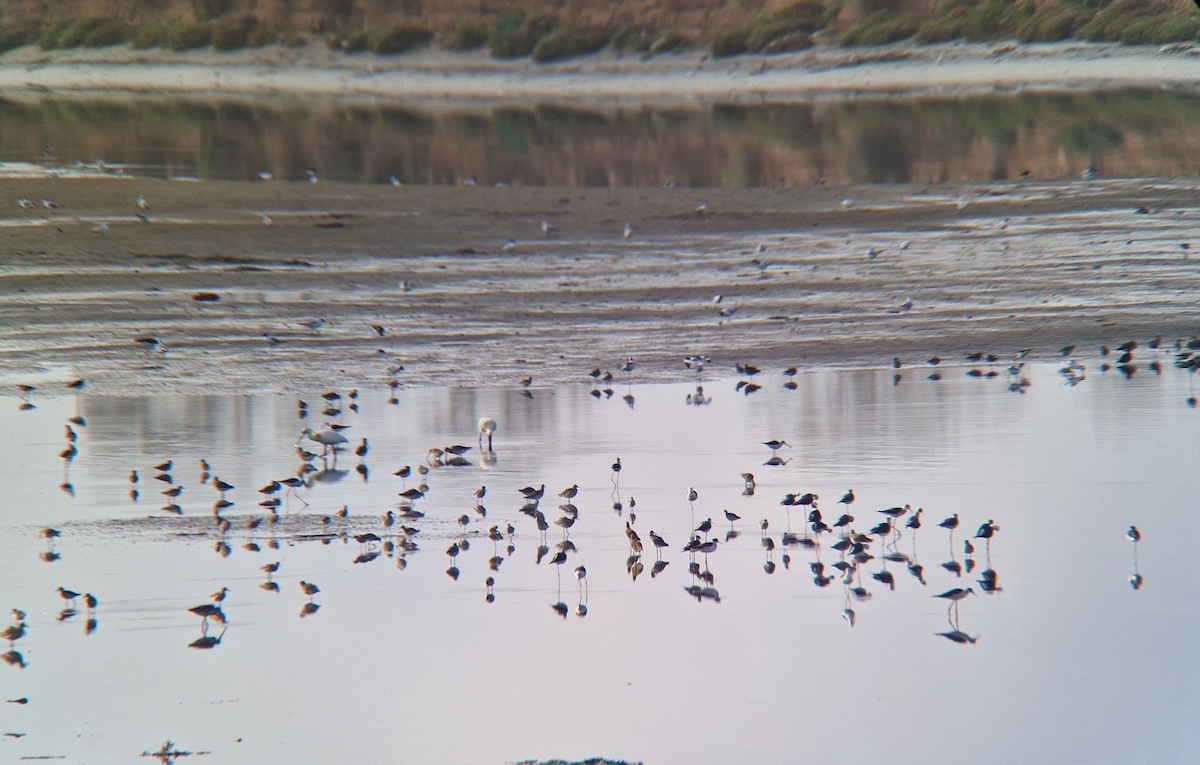 Black-winged Stilt - ML631950747