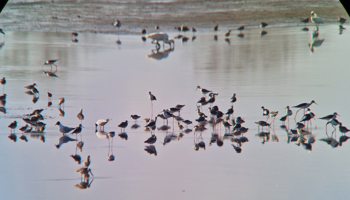 Black-winged Stilt - ML631950748