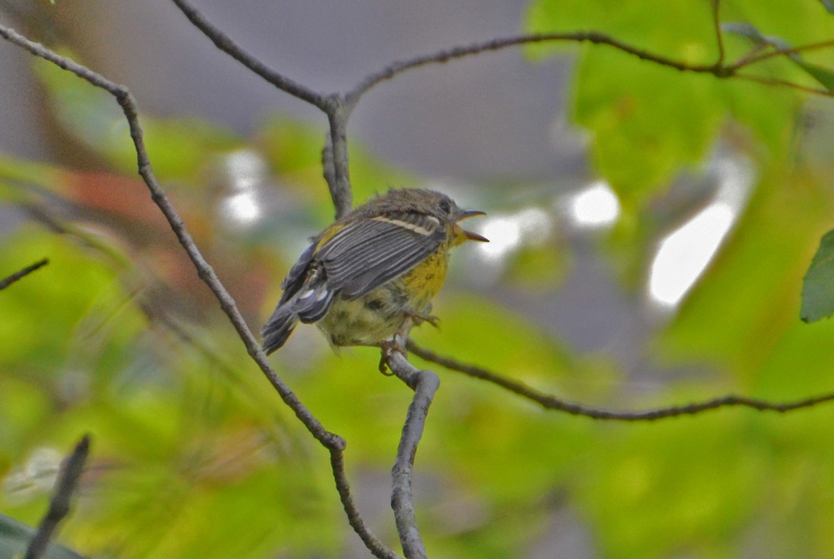Magnolia Warbler - ML63195081