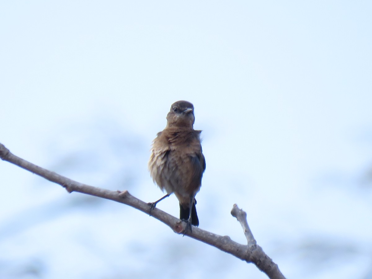 Heuglin's Wheatear - ML631950959