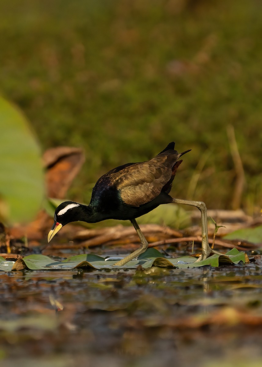 Bronze-winged Jacana - ML631951057
