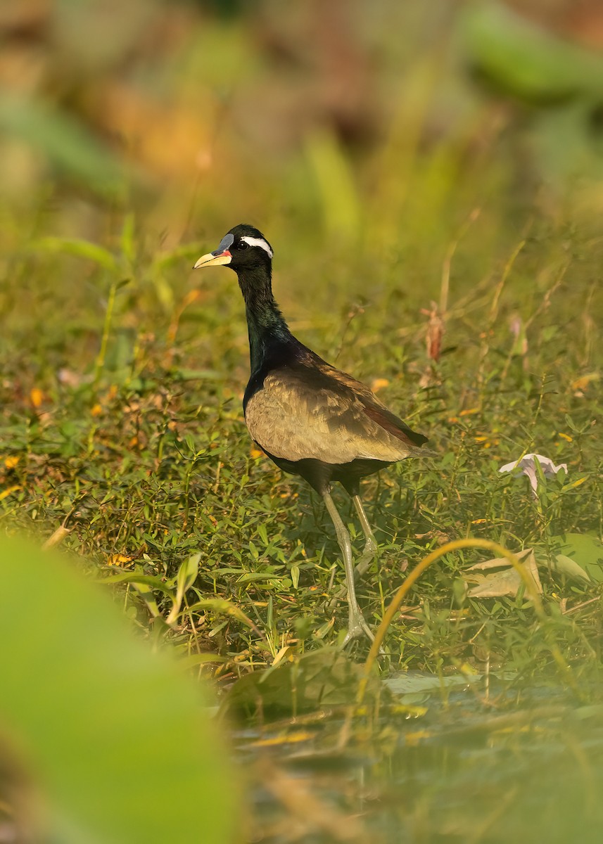 Bronze-winged Jacana - ML631951058