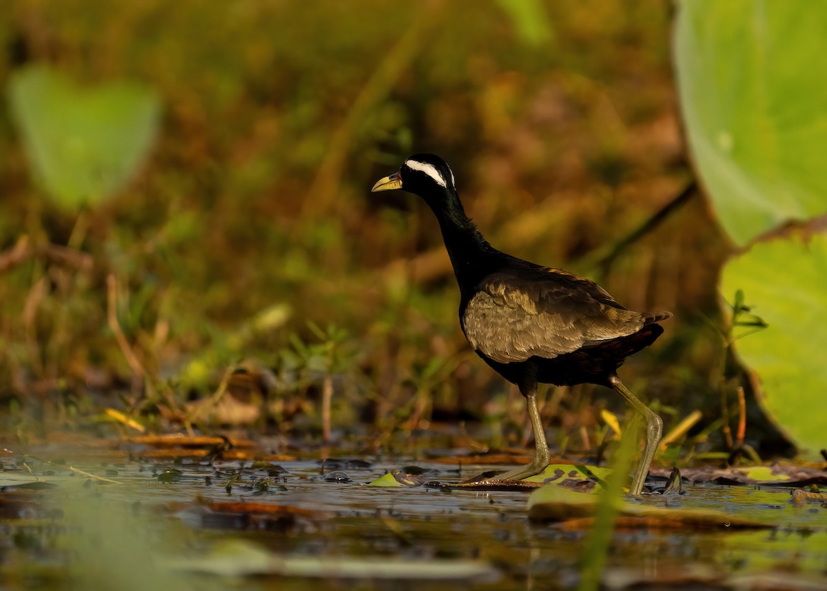 Bronze-winged Jacana - ML631951059