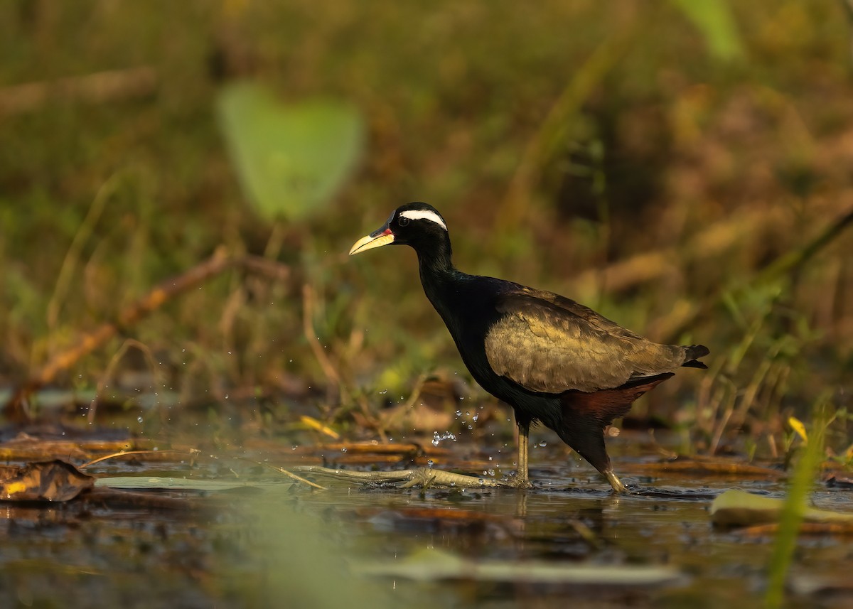 Bronze-winged Jacana - ML631951060