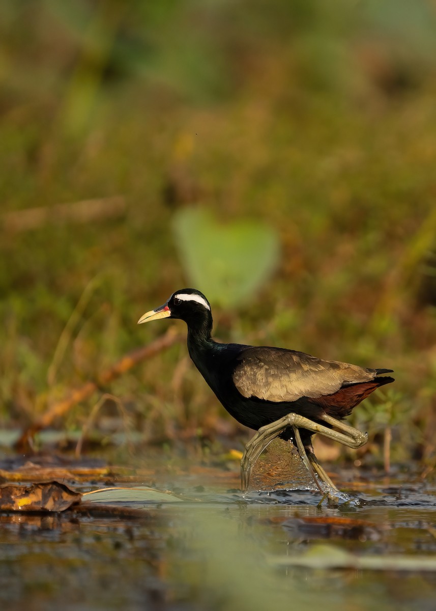 Bronze-winged Jacana - ML631951061