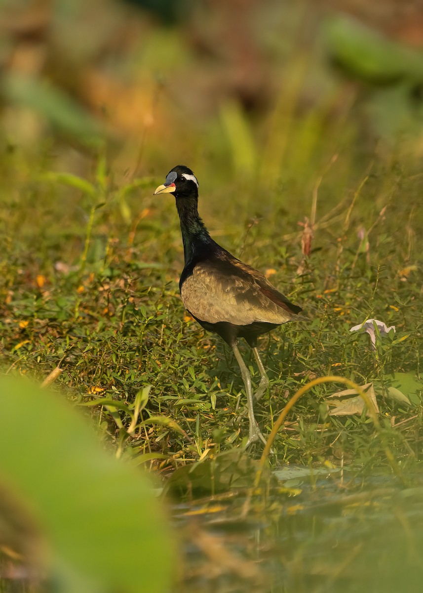 Bronze-winged Jacana - ML631951062