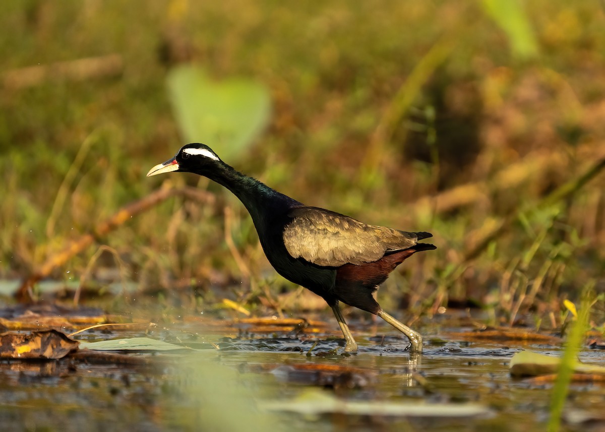 Bronze-winged Jacana - ML631951063