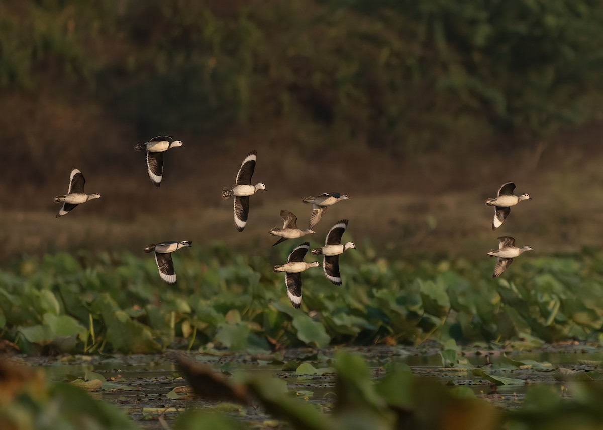 Cotton Pygmy-Goose - ML631951064