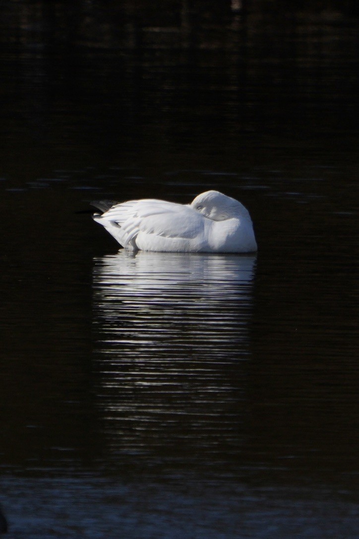 Snow Goose - ML631951067