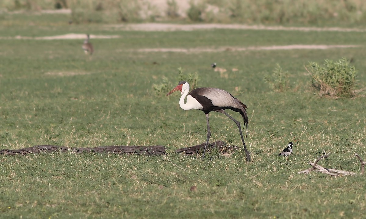 Wattled Crane - ML631951069