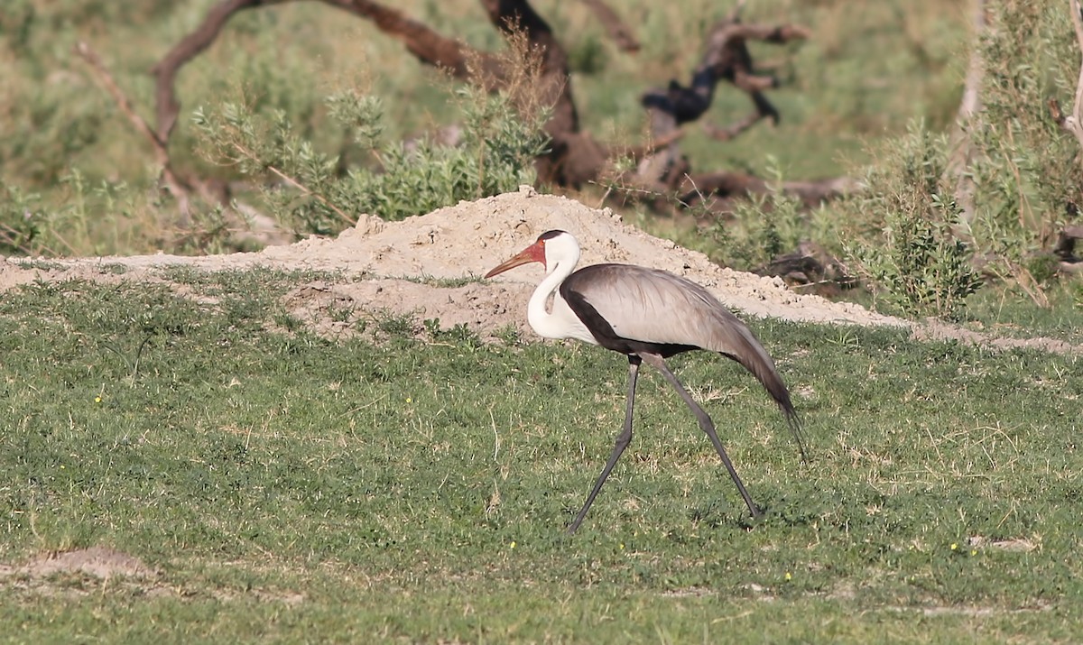 Wattled Crane - ML631951070