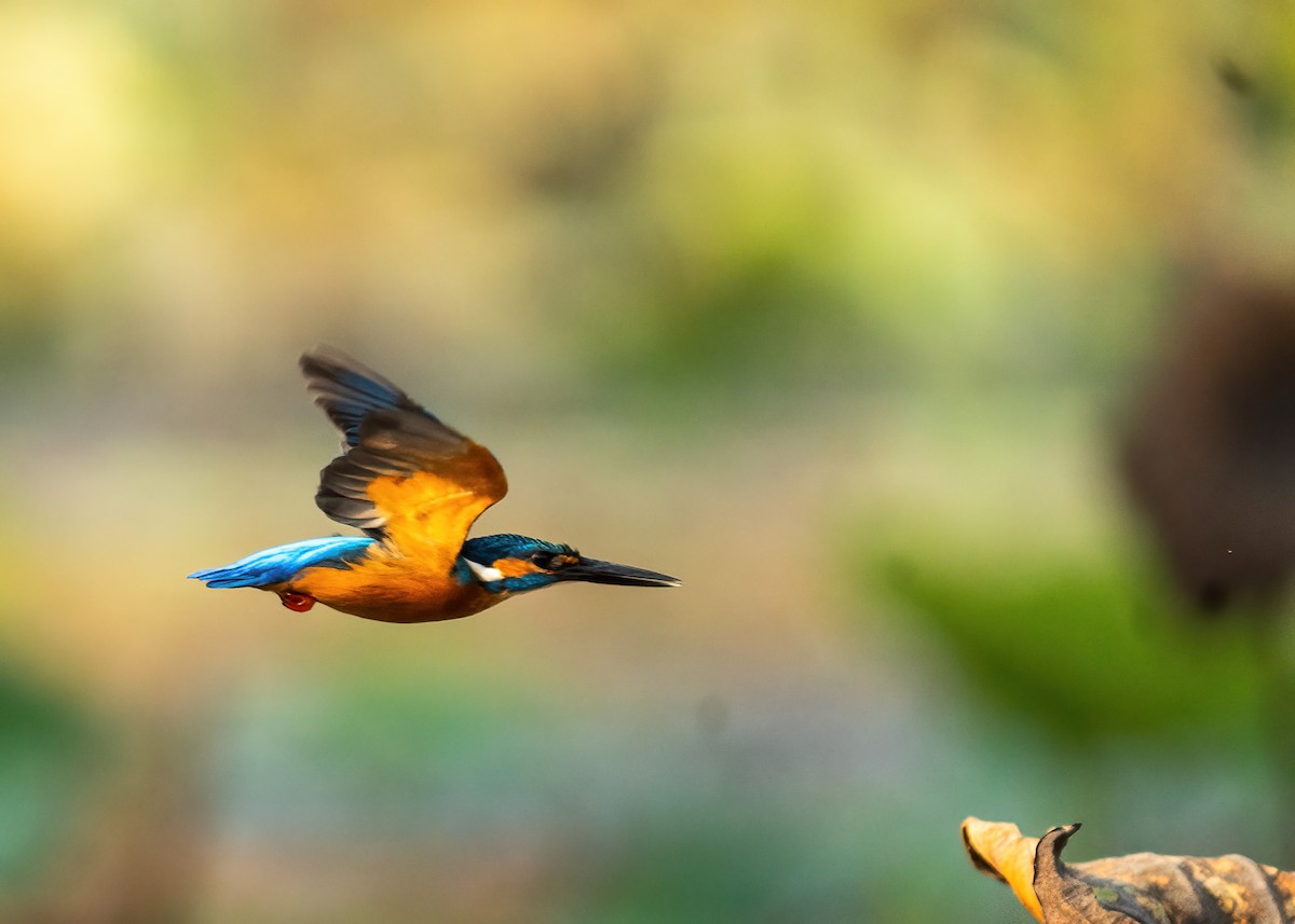 Common Kingfisher - ML631951101